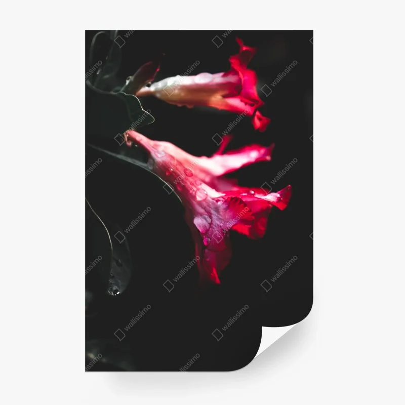 Papier peint fleurs rouges en clair-obscur – Wallnifity® Papier peint fleurs rouges en clair-obscur – Wallnifity®
