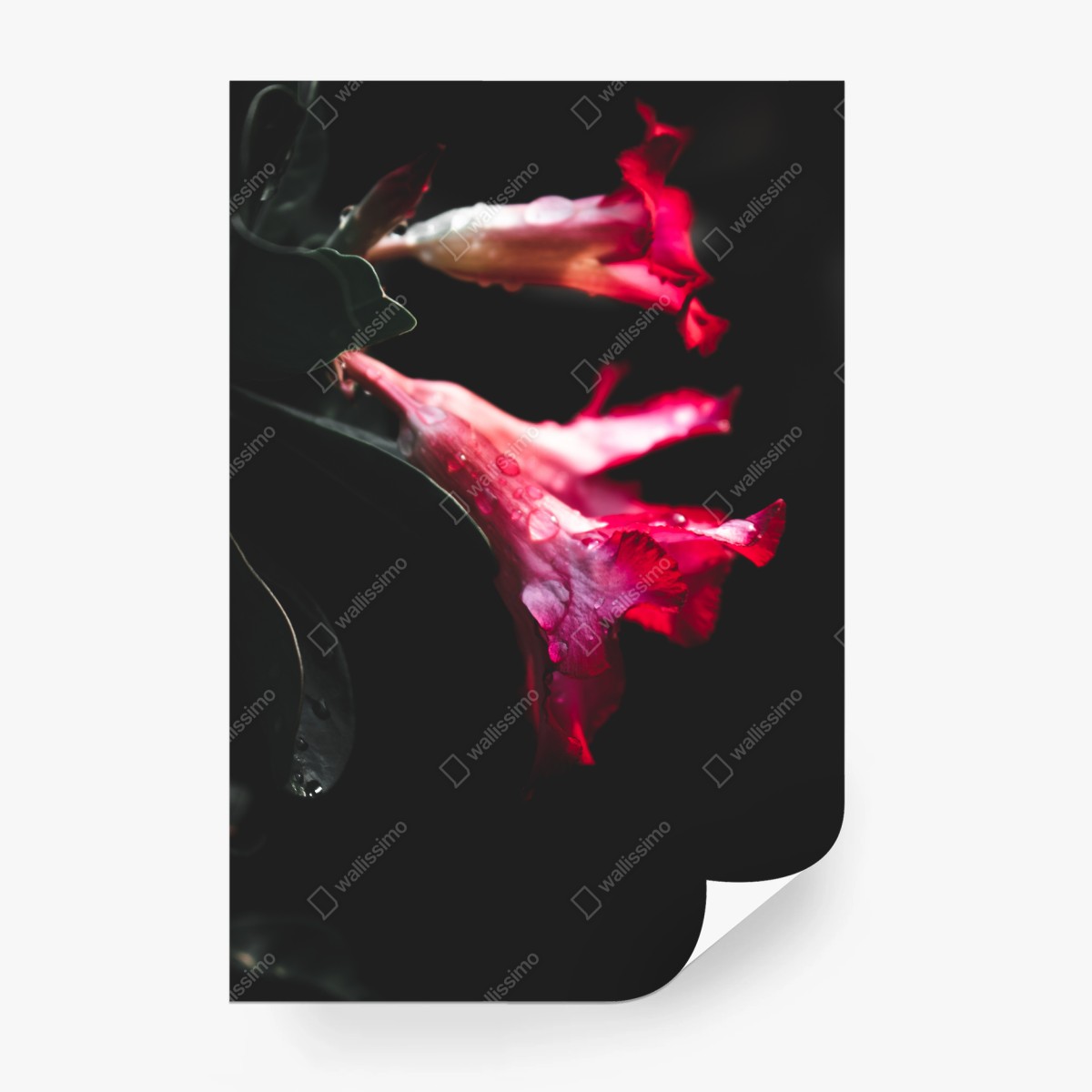 Papier peint fleurs rouges en clair-obscur – Wallnifity® Papier peint fleurs rouges en clair-obscur – Wallnifity®