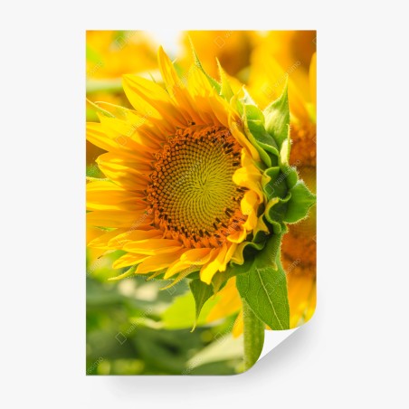 Papier peint gros plan de tournesol lumineux – Wallnifity®