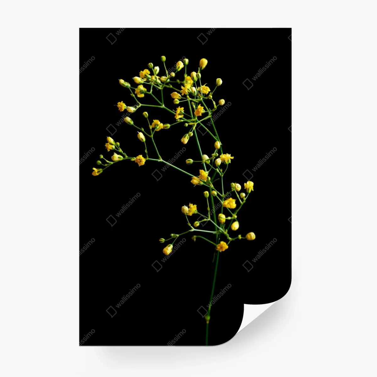 Papier peint branche de gypsophile jaune sur fond noir – Wallnifity®