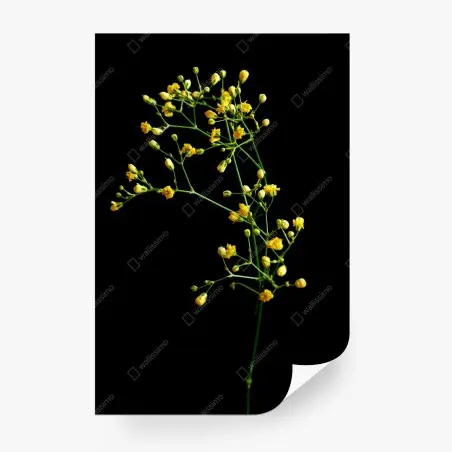 Papier peint branche de gypsophile jaune sur fond noir – Wallnifity®