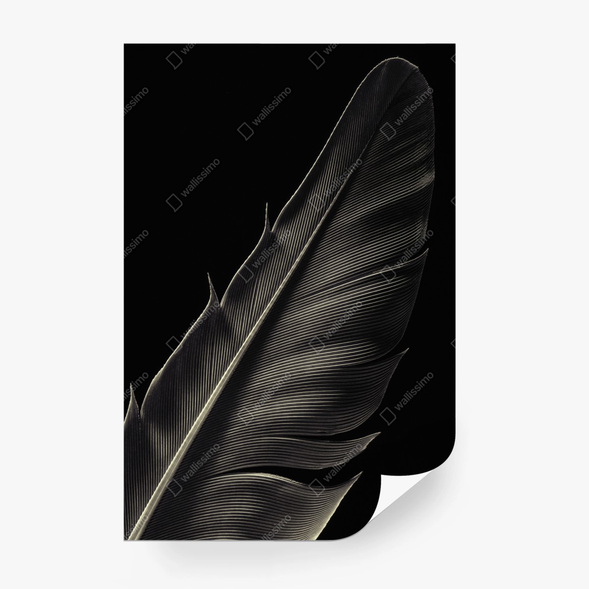 Papier peint plume délicate en noir et blanc – Wallnifity®