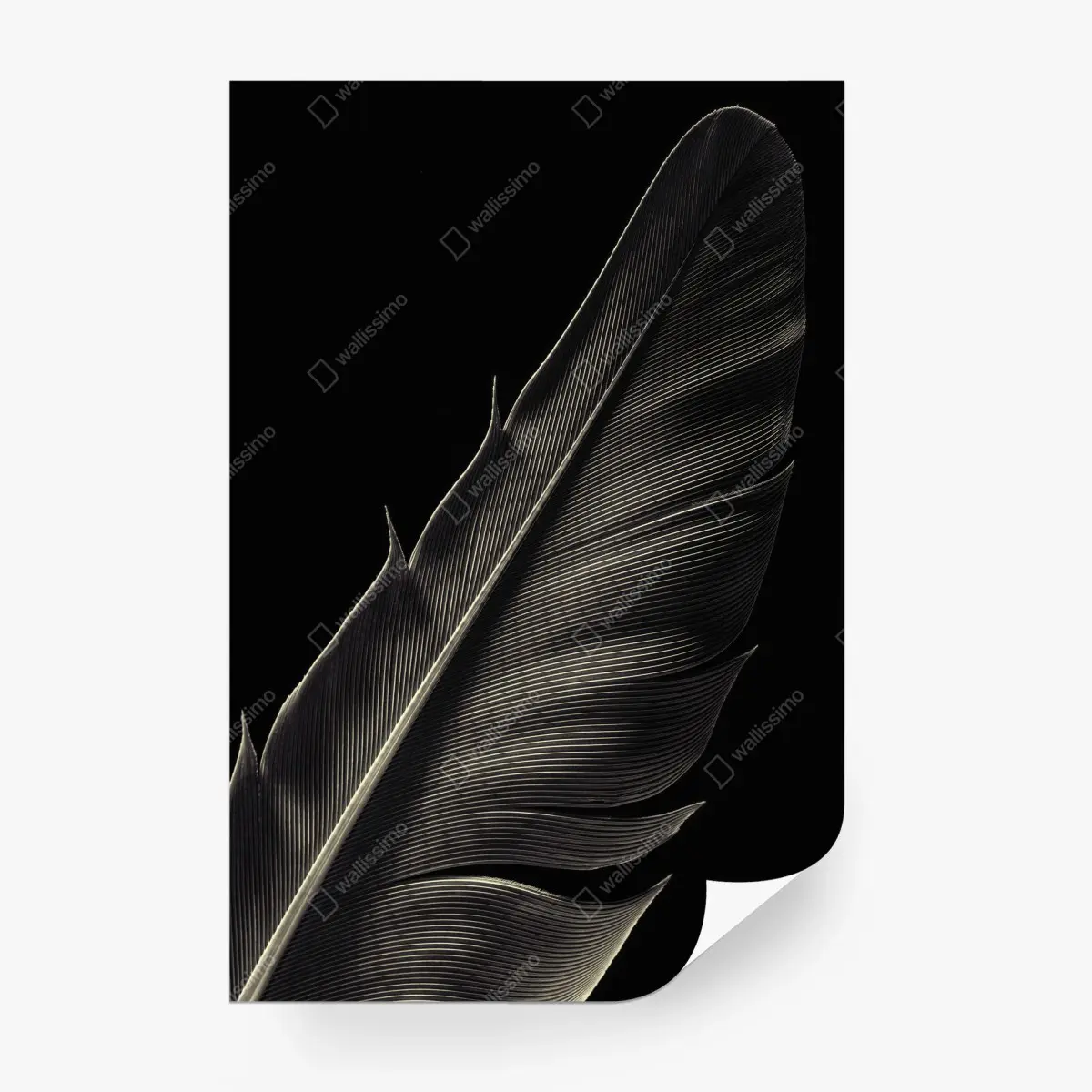 Papier peint plume délicate en noir et blanc – Wallnifity®