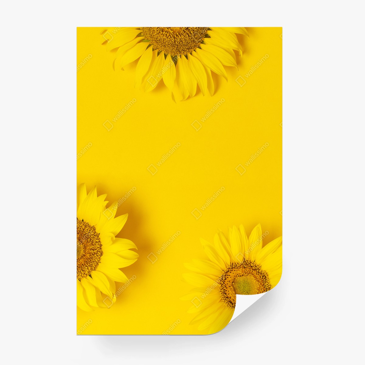Papier peint éclat de tournesols sur fond jaune – Wallnifity®