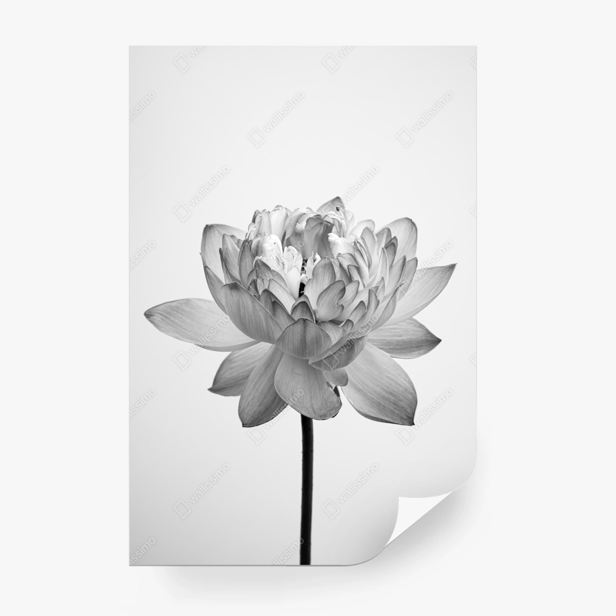 Papier peint fleur de lotus monochrome élégante – Wallnifity® Papier peint fleur de lotus monochrome élégante – Wallnifity®