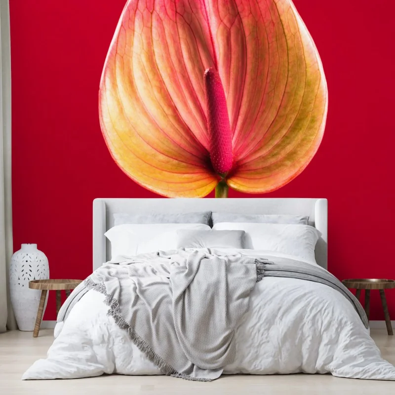 Papier peint anthurium en gros plan sur fond rouge – Wallnifity®