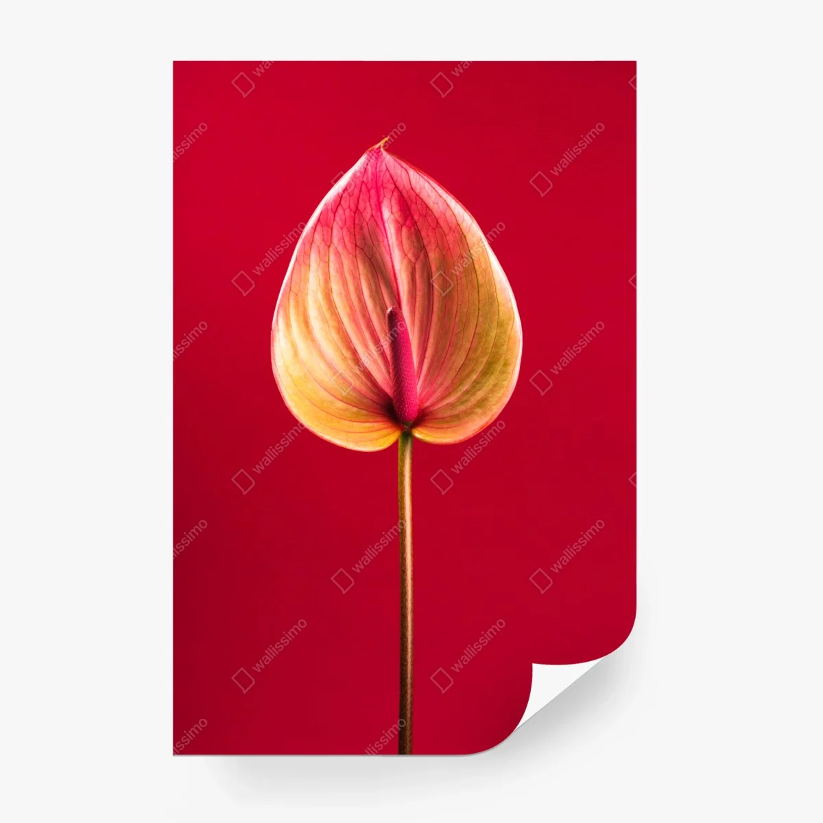 Papier peint anthurium en gros plan sur fond rouge – Wallnifity®