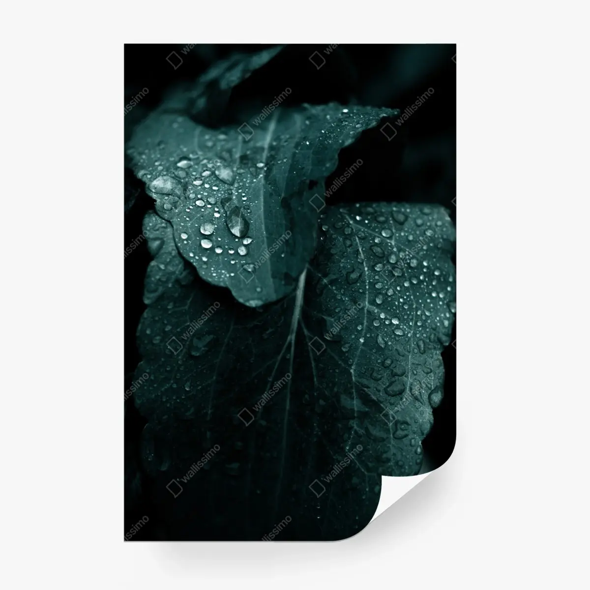 Papier peint feuilles perlées de rosée – Wallnifity®