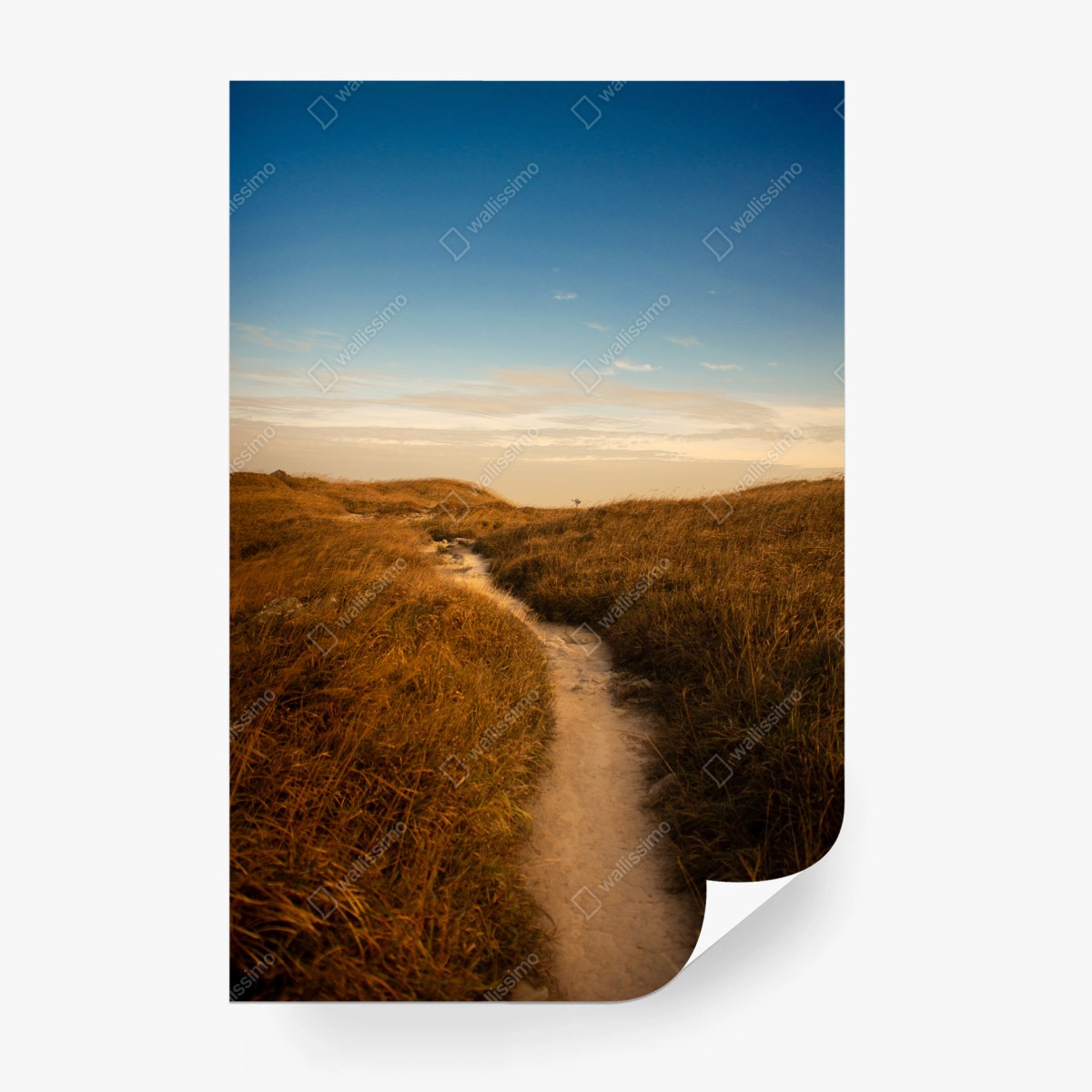 Papier peint chemin de dunes aux tons dorés – Wallnifity®