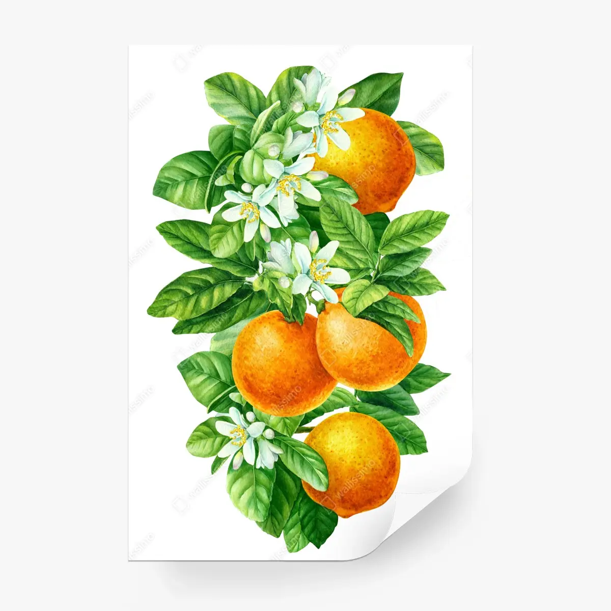 Papier peint branches d'oranger en aquarelle – Wallnifity®