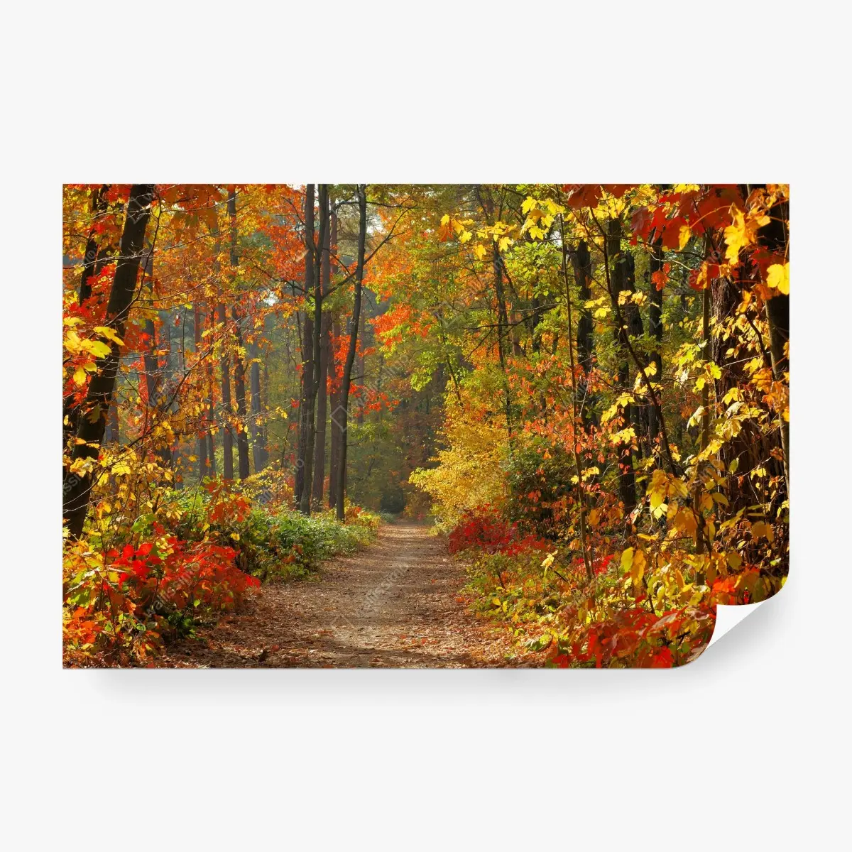 Papier peint chemin automnal en forêt colorée – Wallnifity®