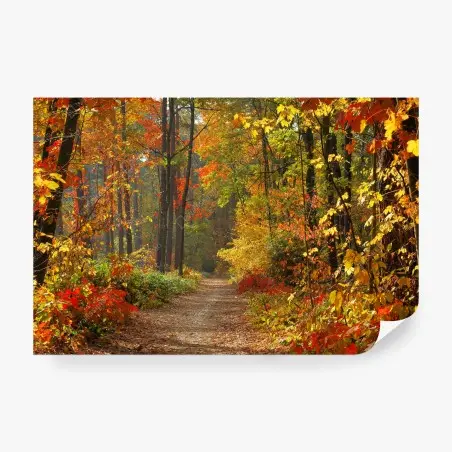 Papier peint chemin automnal en forêt colorée – Wallnifity®