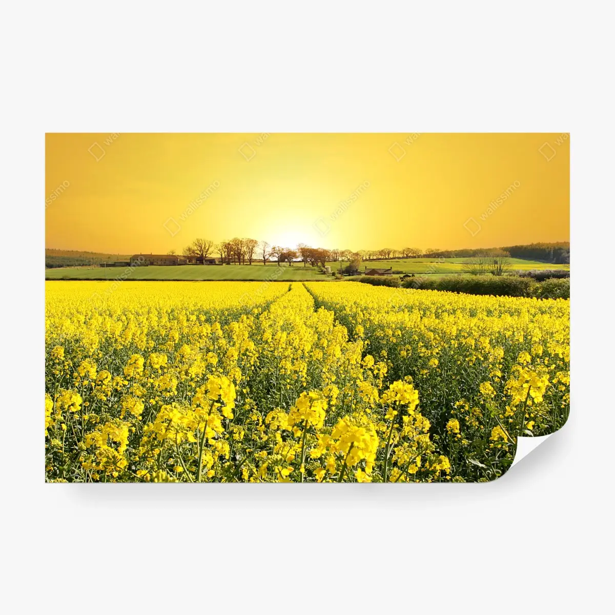 Papier peint horizon doré sur champ de colza – Wallnifity®