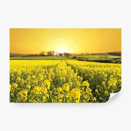 Papier peint horizon doré sur champ de colza – Wallnifity®