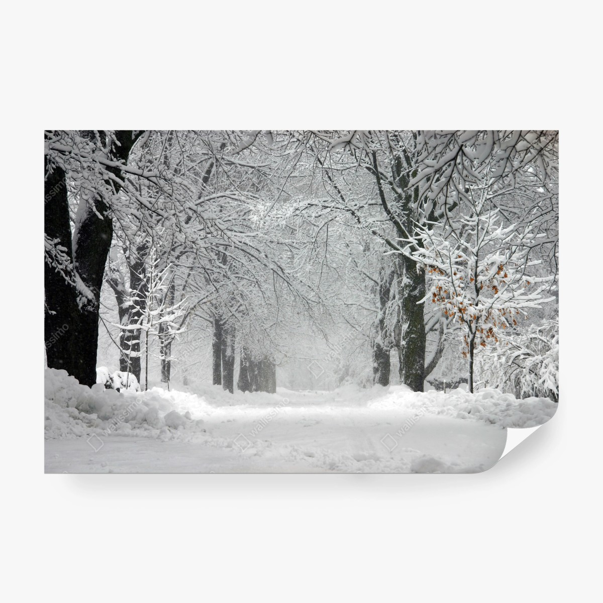 Papier peint allée hivernale enneigée et paisible – Wallnifity®