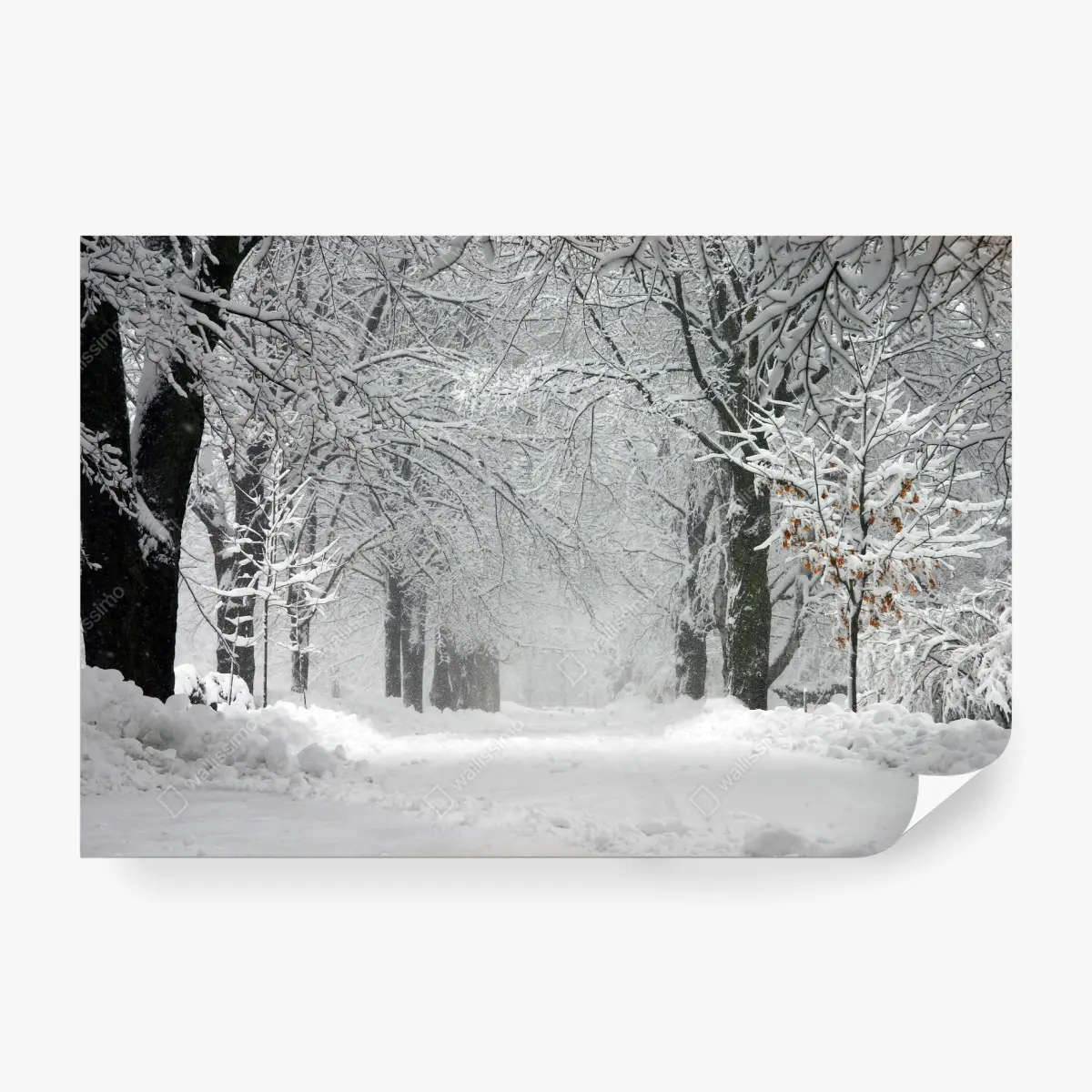 Papier peint allée hivernale enneigée et paisible – Wallnifity®