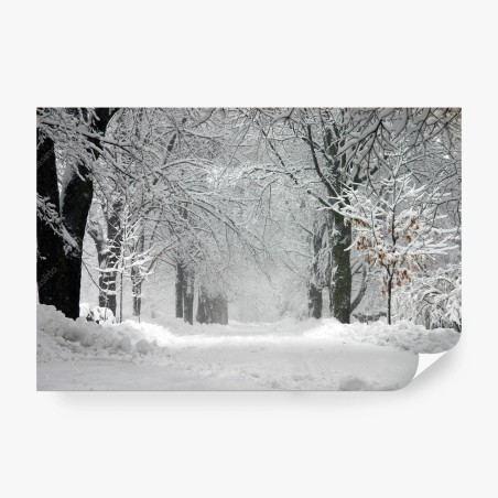Papier peint allée hivernale enneigée et paisible – Wallnifity®