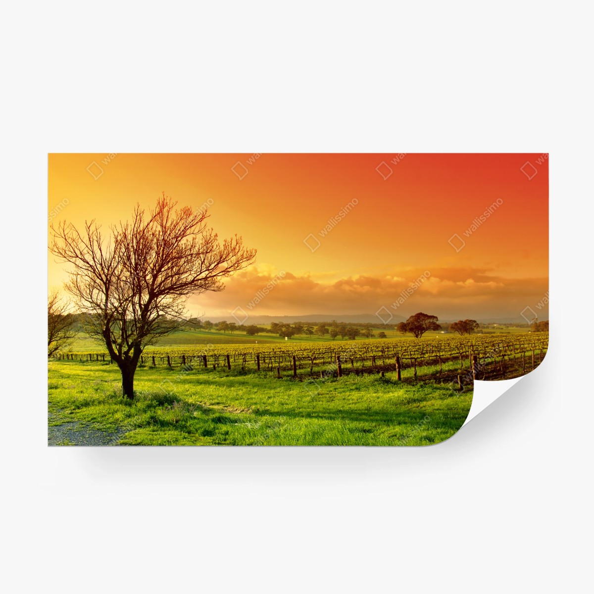 Papier peint vignoble au lever du soleil – Wallnifity®