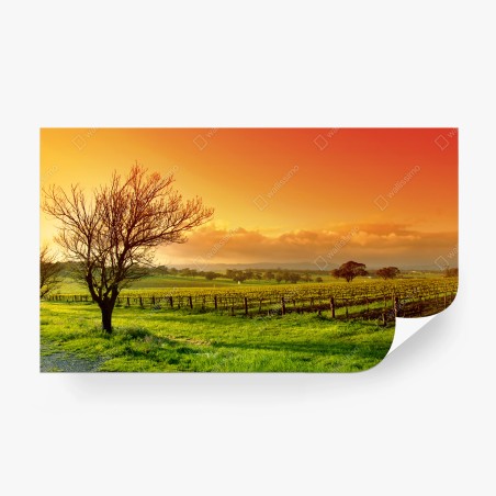 Papier peint vignoble au lever du soleil – Wallnifity®