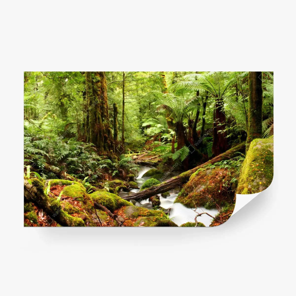 Papier peint refuge verdoyant de la forêt de Victoria – Wallnifity®
