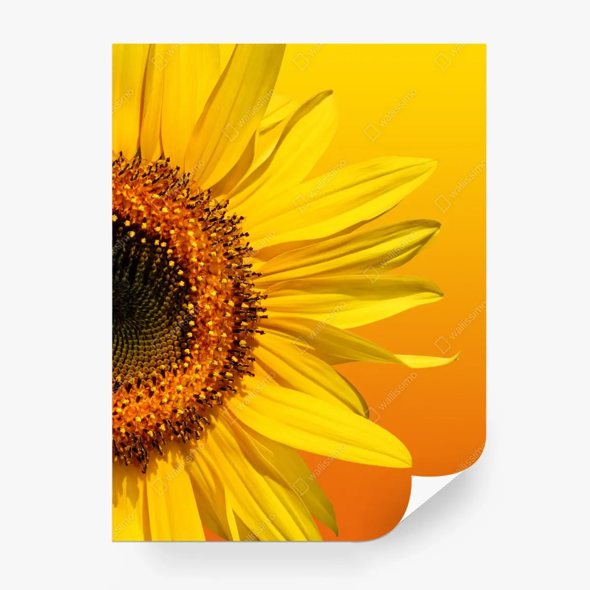 Papier peint élégance du tournesol sur fond orangé – Wallnifity®