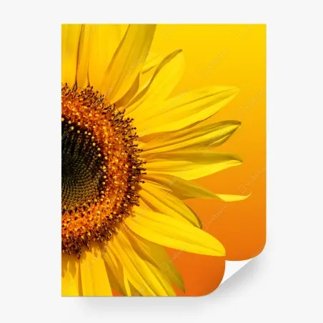 Papier peint élégance du tournesol sur fond orangé – Wallnifity®