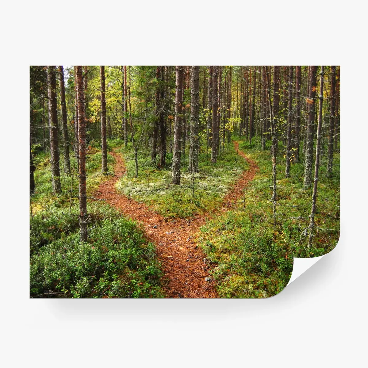 Papier peint chemin forestier en bifurcation – Wallnifity®