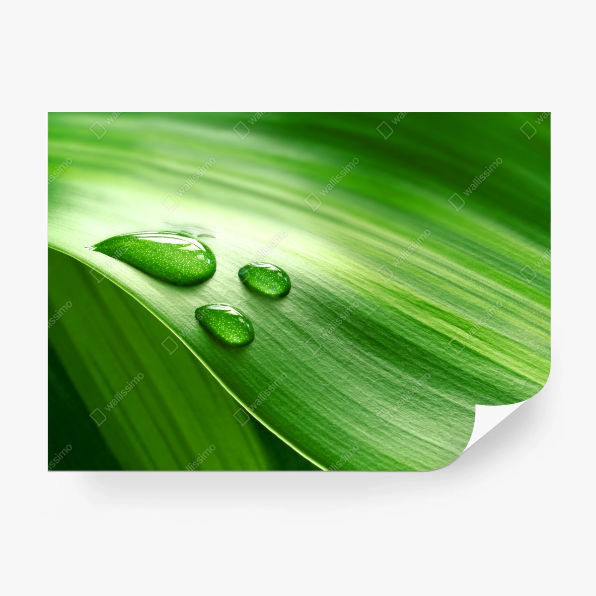 Papier peint gouttes de rosée sur feuille verte – Wallnifity®