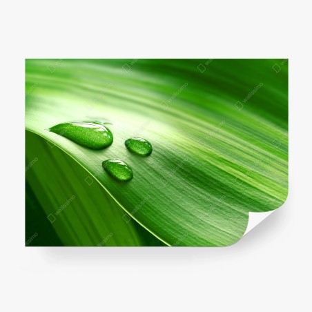 Papier peint gouttes de rosée sur feuille verte – Wallnifity®