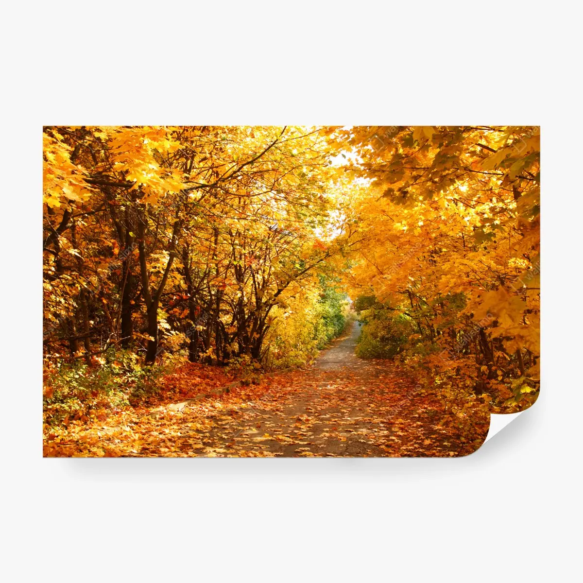 Papier peint chemin d'automne doré – Wallnifity®