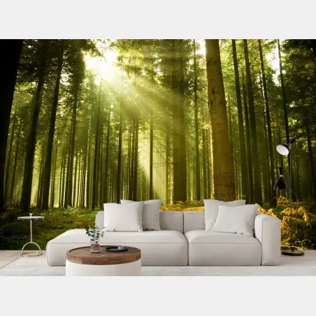 Papier peint rayons de soleil dans la forêt de pins – Wallnifity®
