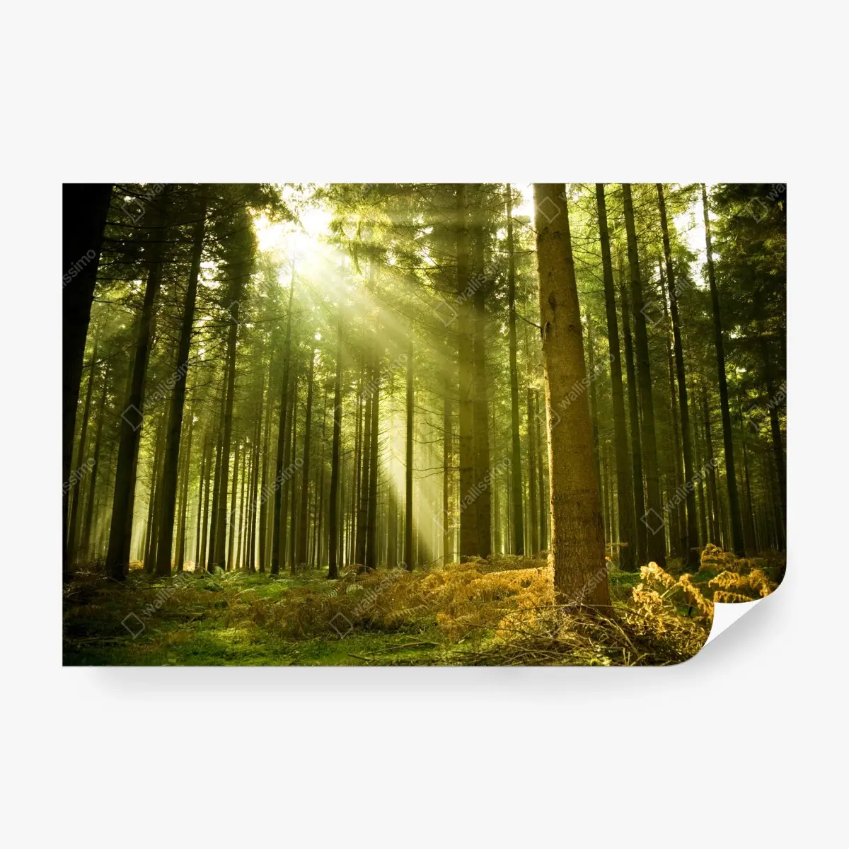 Papier peint rayons de soleil dans la forêt de pins – Wallnifity®