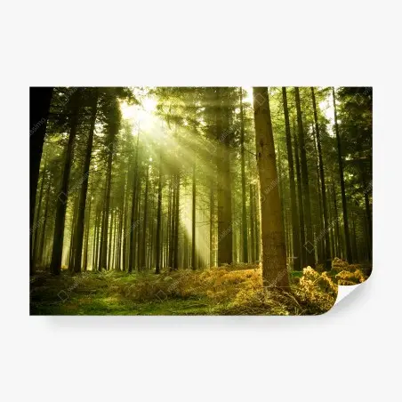 Papier peint rayons de soleil dans la forêt de pins – Wallnifity®