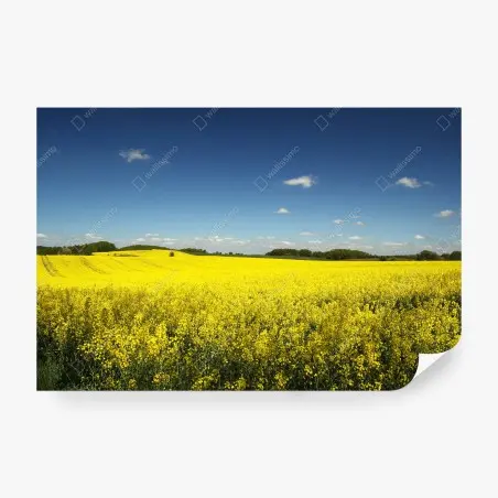 Papier peint champ de colza sous ciel bleu – Wallnifity®