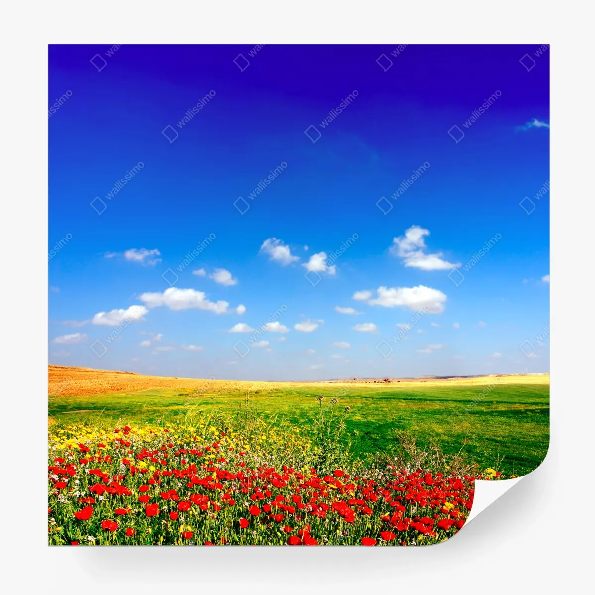 Papier peint prairie de coquelicots sous un ciel d'azur – Wallnifity®