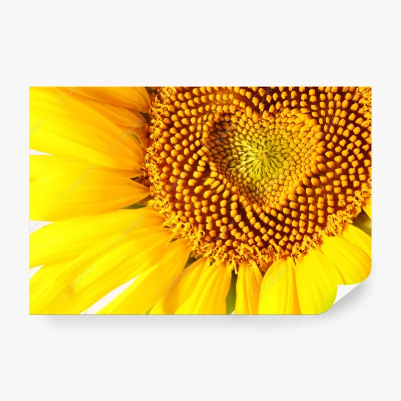 Papier peint coeur de tournesol en gros plan – Wallnifity®