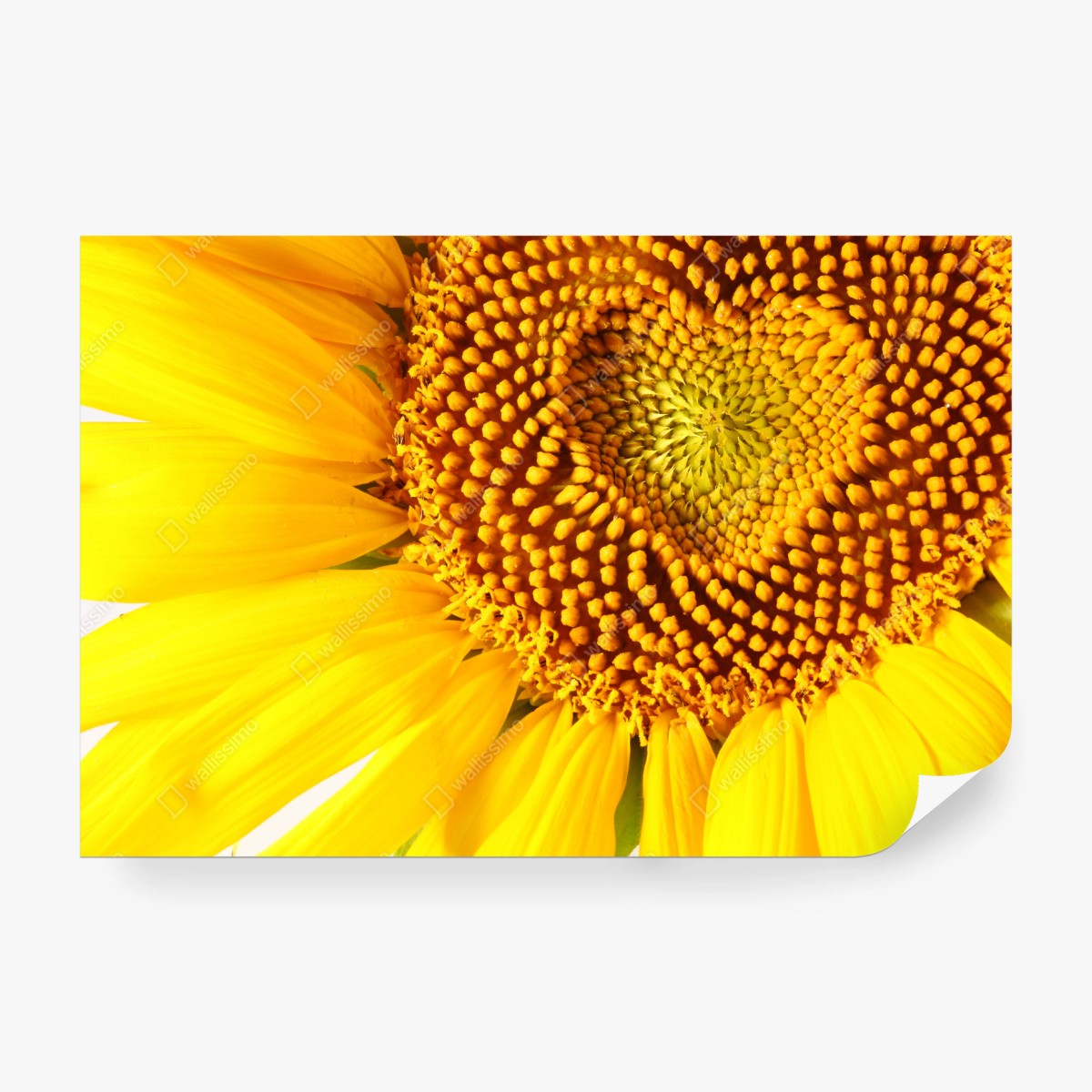 Papier peint coeur de tournesol en gros plan – Wallnifity®