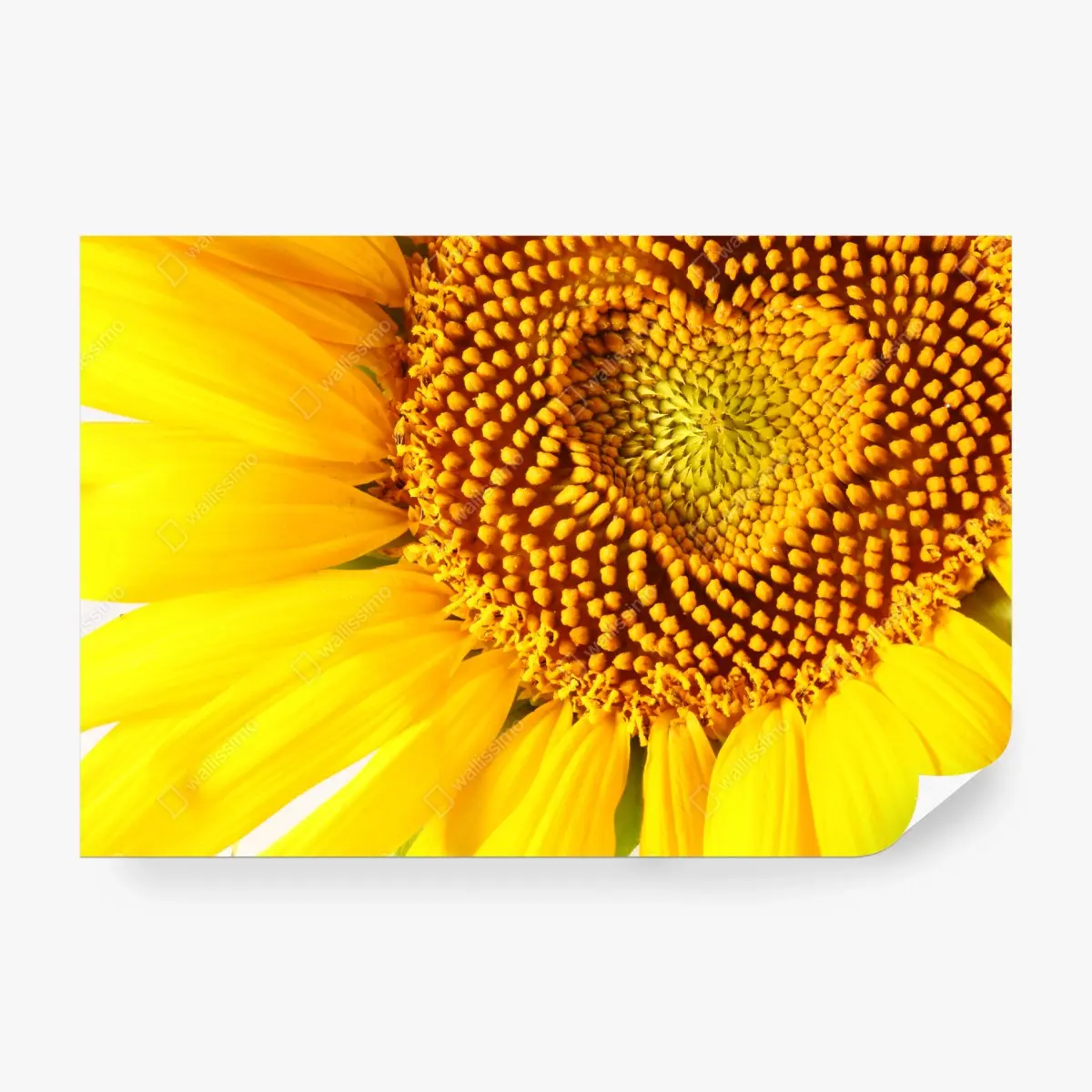 Papier peint coeur de tournesol en gros plan – Wallnifity®