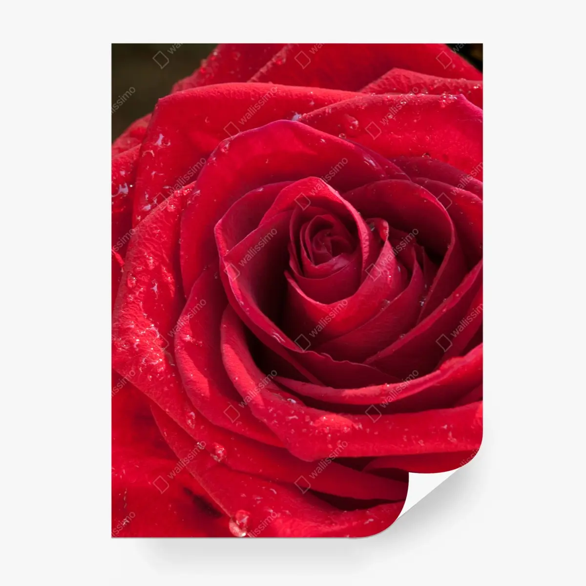 Papier peint rose rouge en gros plan élégance florale – Wallnifity®