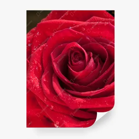 Papier peint rose rouge en gros plan élégance florale – Wallnifity®