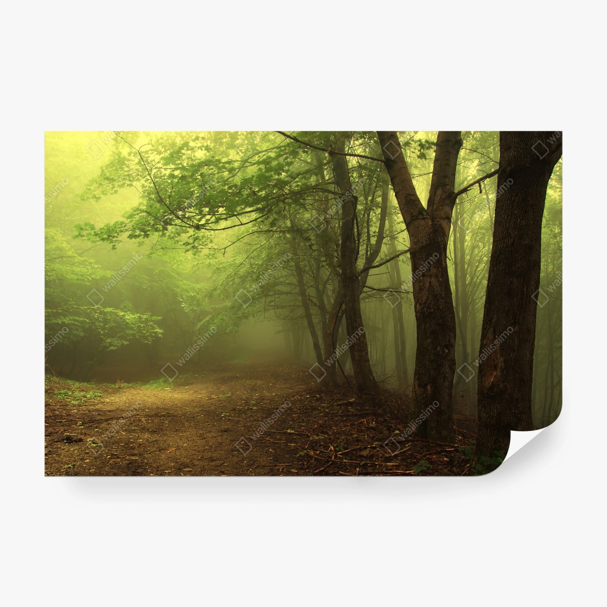 Papier peint chemin forestier dans la brume – Wallnifity®