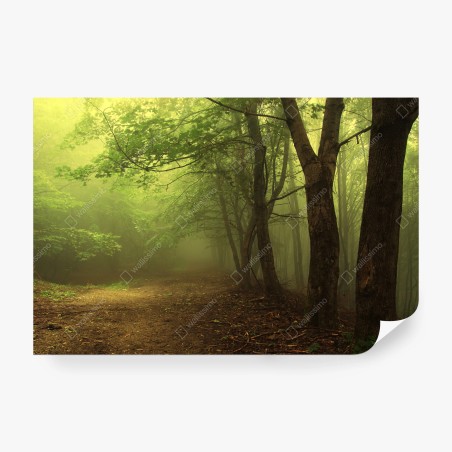Papier peint chemin forestier dans la brume – Wallnifity®