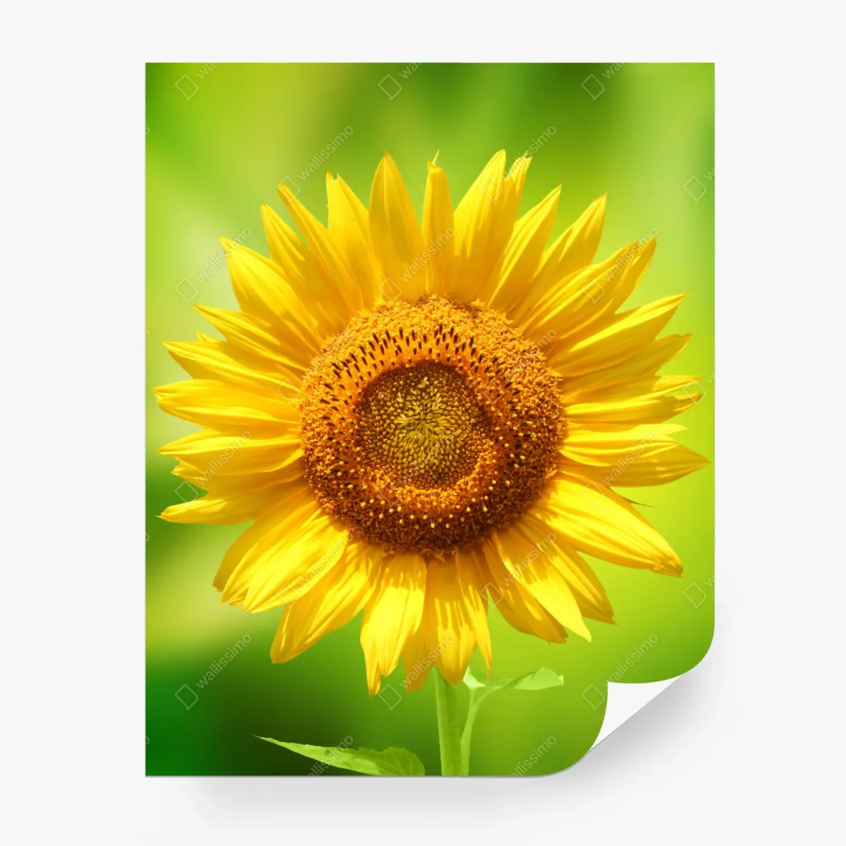 Papier peint tournesol éclatant sur fond vert – Wallnifity®