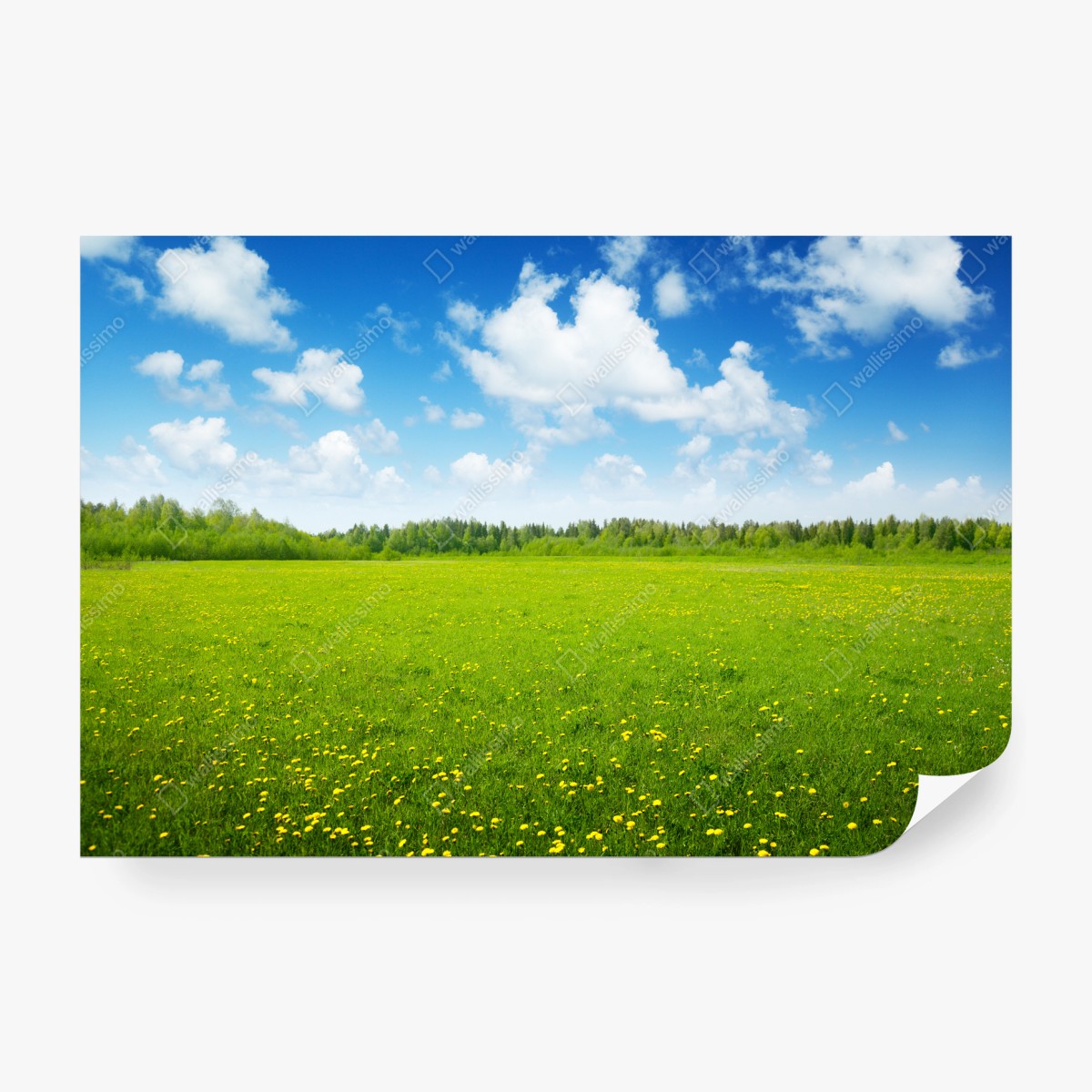 Papier peint prairie printanière sous un ciel bleu – Wallnifity®