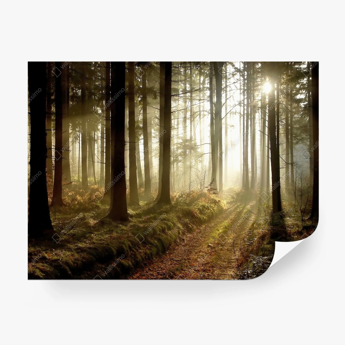 Papier peint sentier brumeux au lever du soleil – Wallnifity®