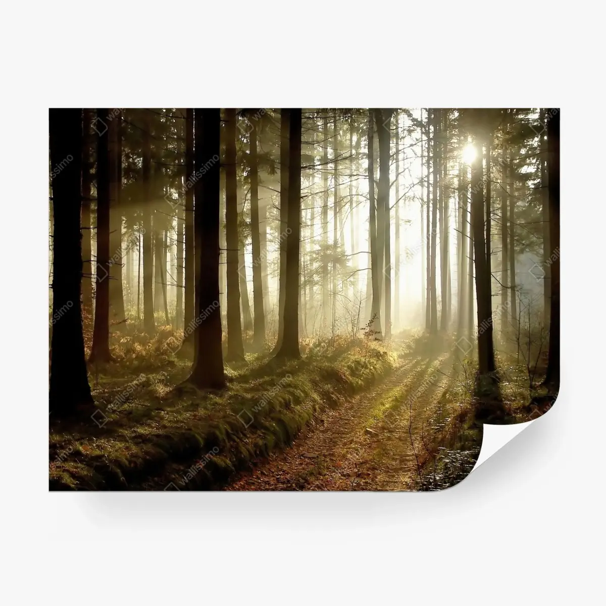 Papier peint sentier brumeux au lever du soleil – Wallnifity®