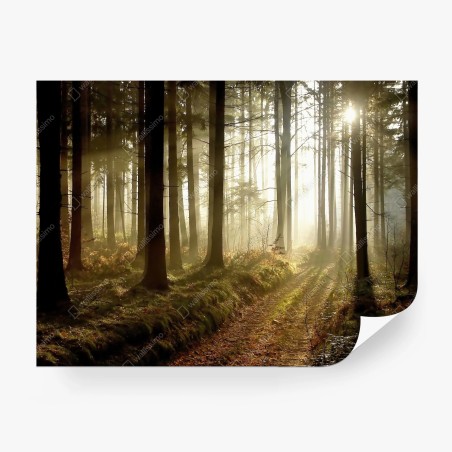 Papier peint sentier brumeux au lever du soleil – Wallnifity®