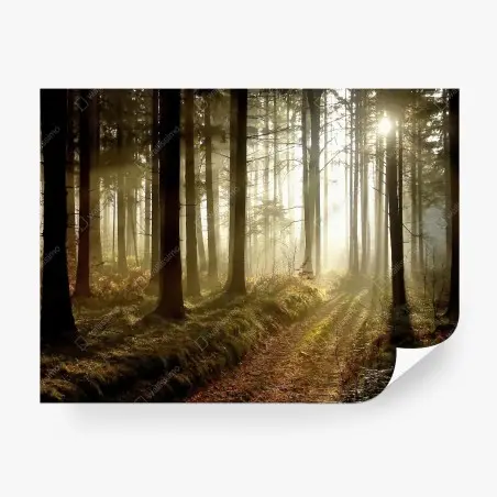 Papier peint sentier brumeux au lever du soleil – Wallnifity®