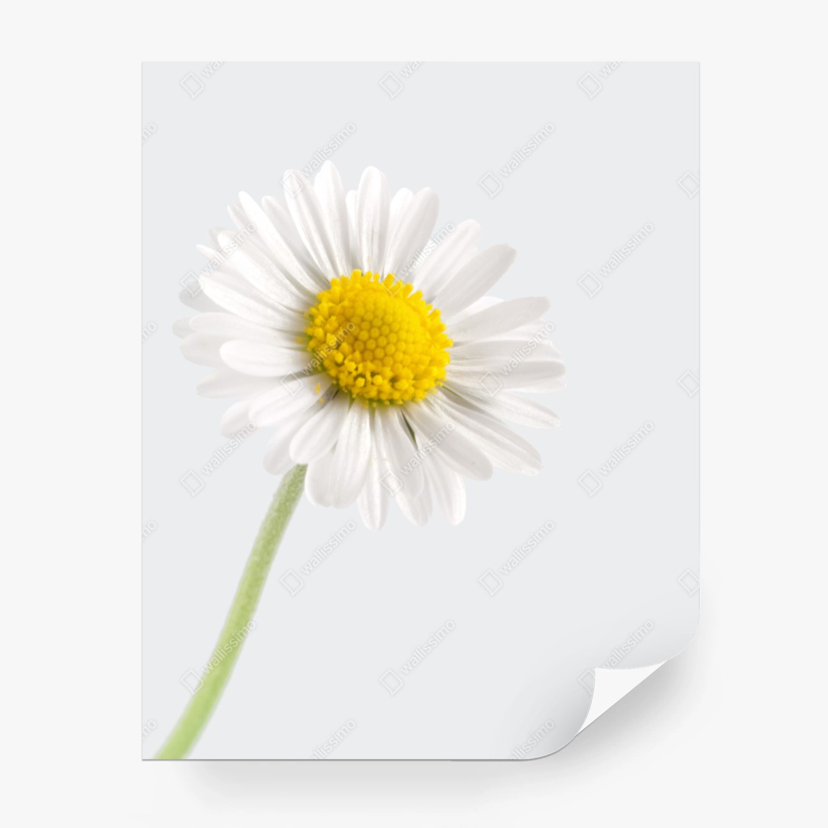 Papier peint marguerite lumineuse sur fond neutre – Wallnifity®