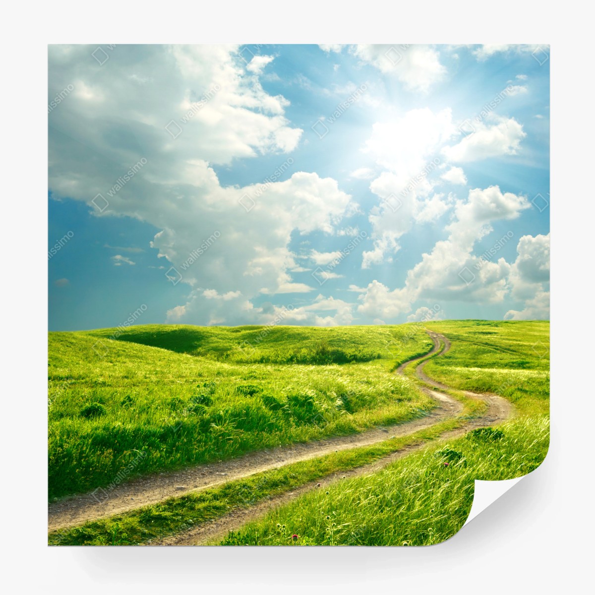 Papier peint chemin ensoleillé à travers la prairie – Wallnifity®